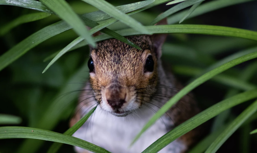 squirrel saying hi